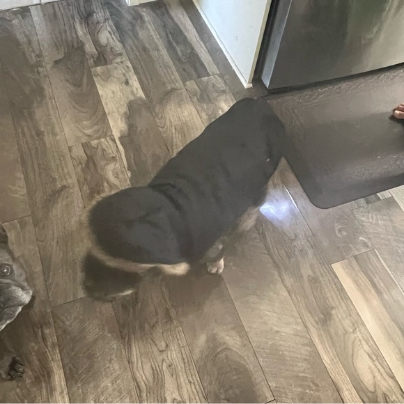 WAG N WOOF hooded dog winter/snow jacket|large - Picture 3 of 5